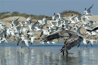 Brown Pelican with Terns, by Garry Johnson