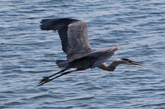 Great Blue Heron, 2006, by Teddy Llovet