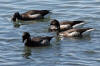 Brant Goose (Brant Geese) - Photo by Mike Baird - Morro Bay, CA morro-bay.com/digitalchocolate