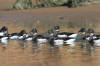 Brant Goose (Brant Geese) - Photo by Mike Baird - Morro Bay, CA morro-bay.com/digitalchocolate