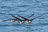 Brant Goose (Brant Geese) - Photo by Mike Baird - Morro Bay, CA morro-bay.com/digitalchocolate