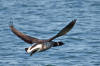 Brant Goose (Brant Geese) - Photo by Mike Baird - Morro Bay, CA morro-bay.com/digitalchocolate