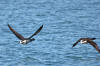 Brant Goose (Brant Geese) - Photo by Mike Baird - Morro Bay, CA morro-bay.com/digitalchocolate