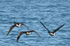 Brant Goose (Brant Geese) - Photo by Mike Baird - Morro Bay, CA morro-bay.com/digitalchocolate