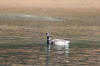 Brant Goose (Brant Geese) - Photo by Mike Baird - Morro Bay, CA morro-bay.com/digitalchocolate