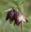 Chocolate Lily from Montaa de OroState Park, CA