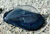 velella.jpg (42843 bytes)