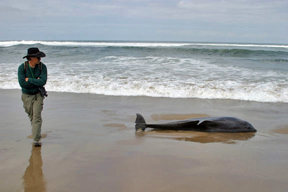 Glenn Greenwald's Photos of a Bottlenose Dolphin (Tursiops truncatus) 4-21-06