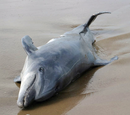 Glenn Greenwald's Photos of a Bottlenose Dolphin (Tursiops truncatus) 4-21-06