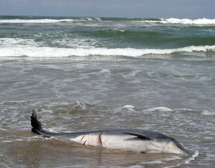 Glenn Greenwald's Photos of a Bottlenose Dolphin (Tursiops truncatus) 4-21-06