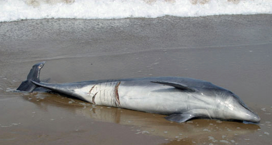 Glenn Greenwald's Photos of a Bottlenose Dolphin (Tursiops truncatus) 4-21-06