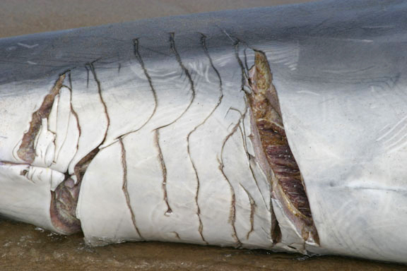 Glenn Greenwald's Photos of a Bottlenose Dolphin (Tursiops truncatus) 4-21-06