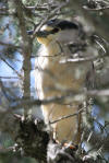 http://morro-bay.com/digitalchocolate/images/3-4-05-museum-area/night-heron-3758w_small.jpg