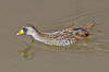 This Sora rail was observed in the Cloister's Pond 1-12-06 