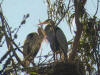 2great-blue-herons-1-20-02-800x600.jpg (54818 bytes)