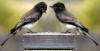 Manipulated image - juvenile Phoebe bird shown in a composite... these photos were taken one second apart, where the bird was perched on the same spot and facing the same direction.  One image was inverted and pasted over the other... slight smearing was done to hide lines.  You can see the same seeds at the feet of each bird.