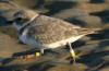 Banded Western Snowy Plover observed on Morro Strand State Beach Dec 13, 2004.  Right leg: yellow above, orange below.  Left leg: white above, yellow below.  This female plover was banded as a chick at Fort Ord in 1999.