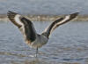 Willet, Morro Strand State Beach, Morro Bay, CA 1-28-06