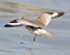 Willet, Morro Strand State Beach, Morro Bay, CA 1-28-06