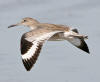 Willet, Morro Strand State Beach, Morro Bay, CA 1-28-06