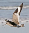 Willet, Morro Strand State Beach, Morro Bay, CA 1-28-06