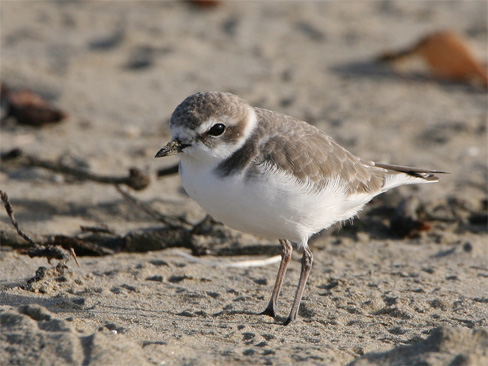 Western Snowy Plover