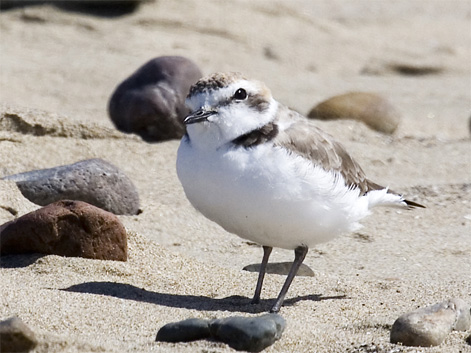 Western Snowy Plover