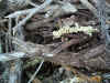 macro-closeup-nest-west-cabrillo800x600.jpg (209152 bytes)