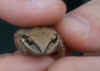 Brown Tree Frog from floodplain brown-tree-frog-from-floodplain.jpg (23476 bytes)