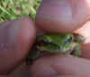 Green Tree Frog from floodplain green-tree-frog-in-chorro-flats-floodplain.jpg (21954 bytes)