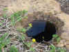 chumash-grinding-hole.jpg (38004 bytes)