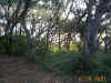 majestic9-oaks.jpg (159058 bytes)