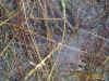 spider-web.jpg (158703 bytes)