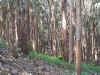 Eucalyptus Planted in Rows  eucalyptus-planted-in-rows.jpg (174711 bytes)