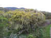 Lichen on Oak in Coon Creek & Rattlesnake Flats Trail area  lichen-on-oak-coon-creek-rattlesnake-area.jpg (119172 bytes)