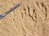 coyote-paw-print.jpg (139122 bytes)