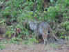 bobcat-not-shy.jpg (25180 bytes)