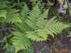 fern.jpg (159827 bytes)