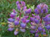 flower1.jpg (113251 bytes)