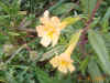 sticky-monkey-flower.jpg (99920 bytes)