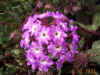 flower1.jpg (88325 bytes)