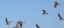 royal-terns-in-flight.jpg (6385 bytes)