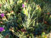 arrow-grass2-by-non-native-ice-plant.jpg (134951 bytes)