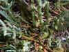 pickleweed.jpg (132482 bytes)