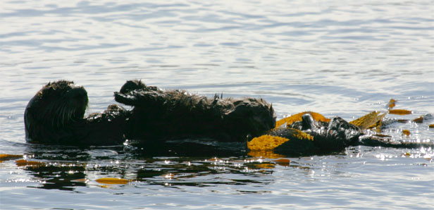 California Sea Otter with Pup, Morro Bay, CA Morro Rock - photo by Mike Baird