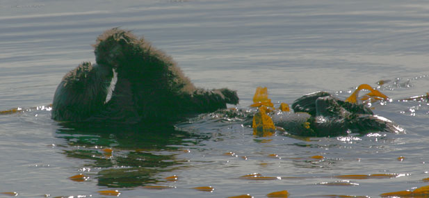 California Sea Otter with Pup, Morro Bay, CA Morro Rock - photo by Mike Baird