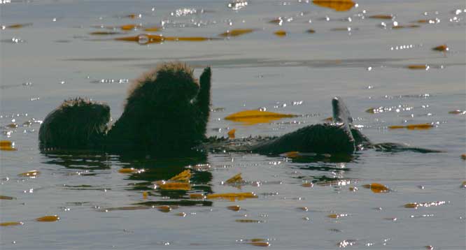 California Sea Otter with Pup, Morro Bay, CA Morro Rock - photo by Mike Baird