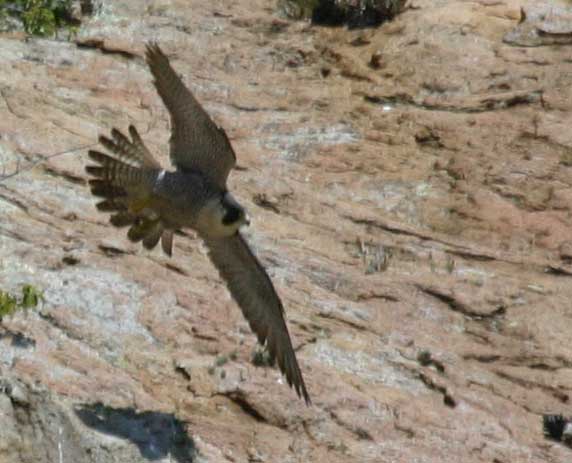 Peregrine Falcon, Morro Bay, CA Morro Rock - photo by Mike Baird