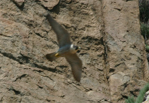 Peregrine Falcon, Morro Bay, CA Morro Rock - photo by Mike Baird