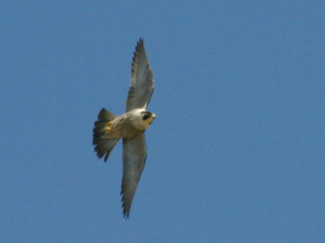 Peregrine Falcon, Morro Bay, CA Morro Rock - photo by Mike Baird